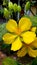 Nice Picture of Yellow Garden Flower