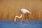 Nice pink big bird Greater Flamingo, Phoenicopterus ruber, in the water, with evening sun, Camargue, France. Wildlife scene in nat