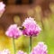 Nice pink bloom of chive herb with little bumble-bee