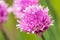 Nice pink bloom of chive herb with other ones in background