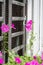 Nice pink flowers beside white window