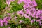 Nice pink Saponaria ocymoides under a warm spring sun. Pink little flowers