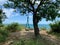 A nice place with a swings on a big tree on a steep cliff over the sea. Blue sky and sea.