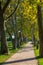 Nice platan trees in row near the lake Balaton in Hungary , village Balatongyorok