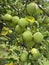 Nice Plump Round Apples Ready for Picking in Summer