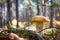 Nice porcini mushroom in forest