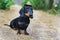 Nice portrait of a dog puppy breed dachshund black tan, in the cap of a cowboy in the green forest