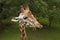 Nice portrait of a giraffe eating grass