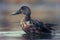 Nice portrait of northern shoveler with smooth background.