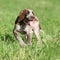 Nice puppy of Italian Wire-haired Pointing Dog