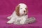 Nice puppy posing on pink background