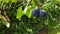 Nice Purple blue plums tree branch