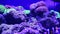 Nice purple color sea anemones ocean life nature ecology aquarium hobby