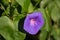 Nice purple flower in a Cuban Garden