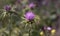 Nice purple flower of wild thistle. Macro image of a flower