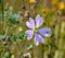 Nice purple mallow flower