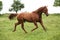 Nice Quarter horse stallion running on pasturage