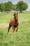 Nice Quarter horse stallion running on pasturage