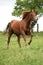 Nice Quarter horse stallion running on pasturage