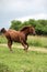 Nice Quarter horse stallion running on pasturage