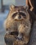 Nice Raccoon Procyon lotor. Animal Portrait