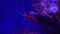 Nice red blood sea shrimp Lysmata debelius on anemona 4k video