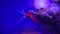 Nice red blood sea shrimp Lysmata debelius on anemona 4k video