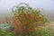 Nice red briar / brier / hip bush in fog