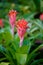 Nice red bromeliad flower