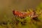 Nice red grasshopper in moss, Omocestus viridulus