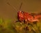 Nice red grasshopper in moss, Omocestus viridulus