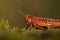 Nice red grasshopper in moss, Omocestus viridulus