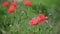 Nice red papaver flower color summer nature macro close up 4k video