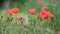 Nice red papaver flower color summer nature macro close up 4k video