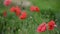 Nice red papaver flower color summer nature macro close up 4k video