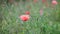 Nice red papaver flower color summer nature macro close up 4k video