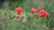 Nice red papaver flower color summer nature macro close up 4k video