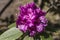 nice rhododendron blossom