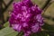 nice rhododendron blossom