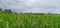 Nice Ricefield View