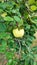 Nice ripe Quince with beautiful green leaves