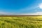 Nice rolling green field. Agricultural field with barley. Beautiful field of cereals wheat, barley, oats green on a sunny spring