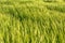 Nice rolling green field. Agricultural field with barley. Beautiful field of cereals wheat, barley, oats green on a sunny spring