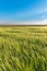 Nice rolling green field. Agricultural field with barley. Beautiful field of cereals wheat, barley, oats green on a sunny spring