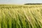 Nice rolling green field. Agricultural field with barley. Beautiful field of cereals wheat, barley, oats green on a sunny spring