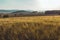 Nice rural czech landscape with wheat field, hill and trees at sunset, toned photo