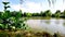 Nice rural pond with swans swimming on it in distance