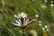 Nice scarce swallowtail, Iphiclides podalirius butterfly sitting on white flower. Czech republic, nature reserve Palava