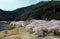 Nice scenery of cherry blossom trees along the pathway in spring