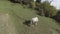 Nice scenery of white horse freely grazing in large green grassy pasture on hill